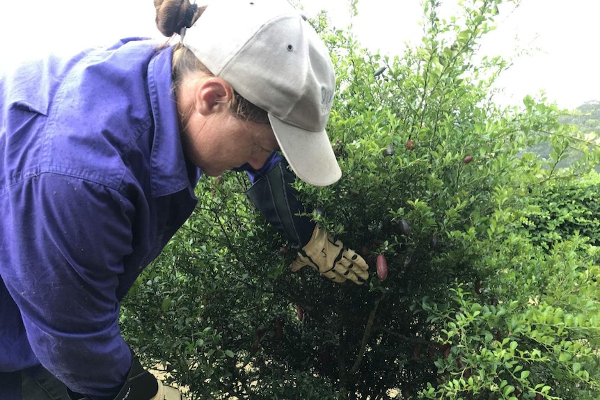 A woman in gloves inspects a thorny bush.