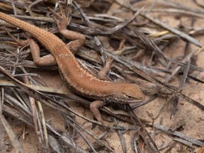 FILE - This May 1, 2015, file photo shows a Dunes Sagebrush lizard in N.M. Federal wildlife officials declared the rare lizard in southeastern New Mexico and West Texas an endangered species, citing future energy development, sand mining and climate change as the biggest threats to its survival in one of the world's most lucrative oil and natural gas basins. (U.S. Fish and Wildlife Service via AP, File)