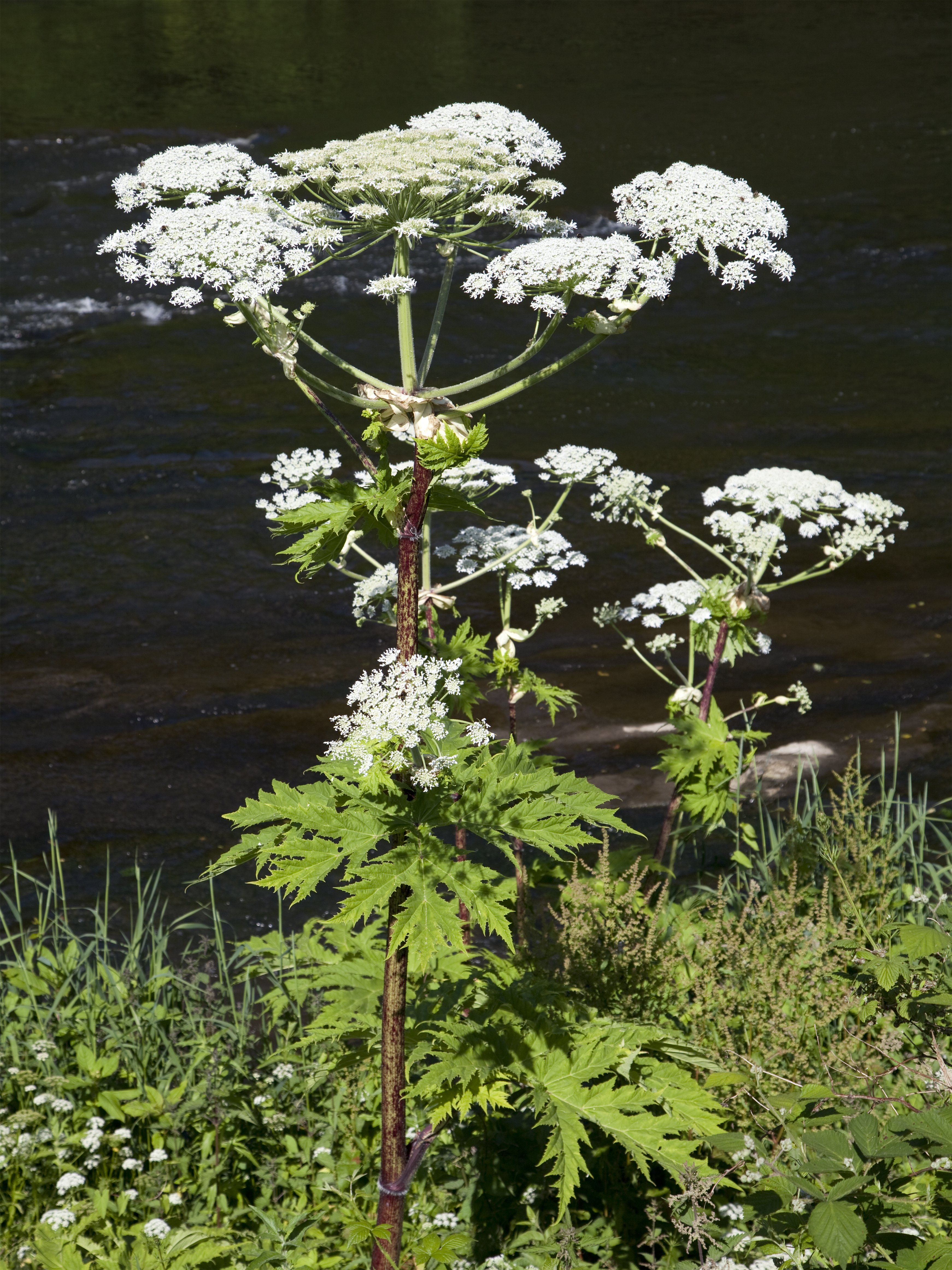 The Giant Hogweed can leave you with blisters and even burns