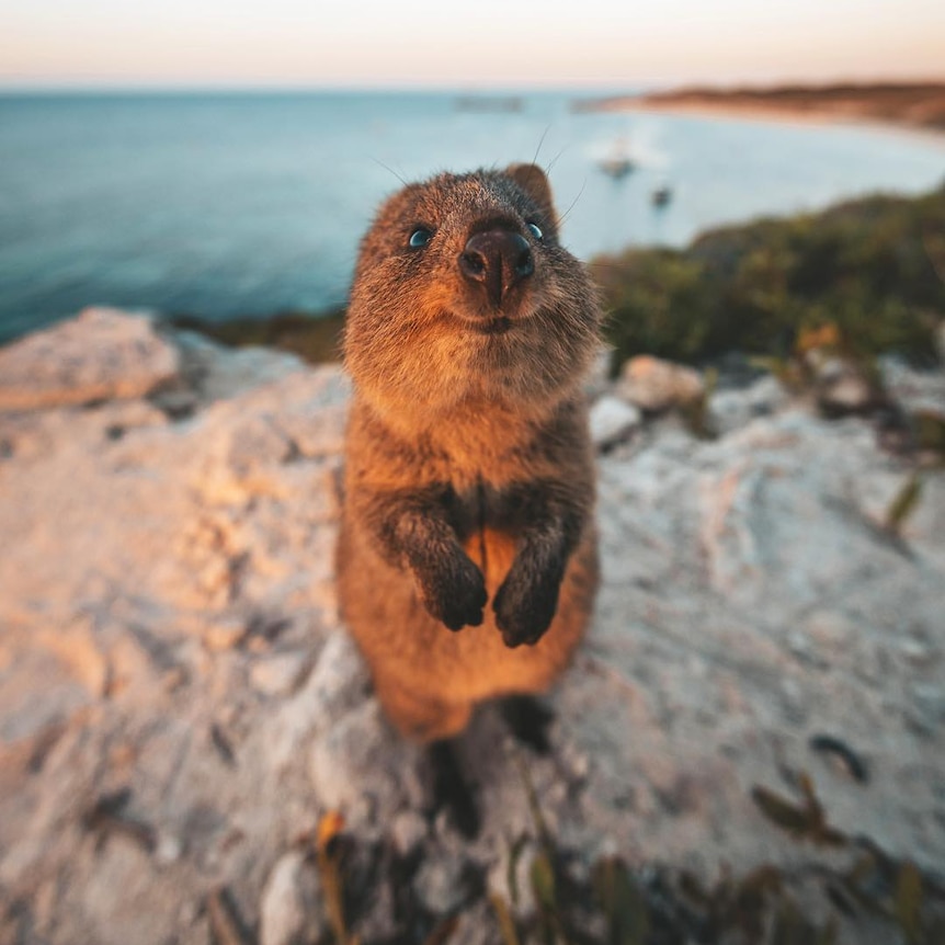 A quokka smiles at the camera, with the ocean in the background.