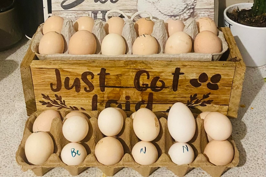 Two dozen eggs sit in containers