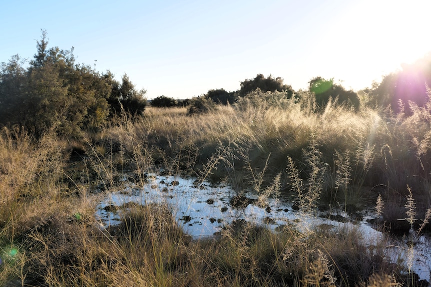 A shallow spring surrounded by long grass and trees in a paddock