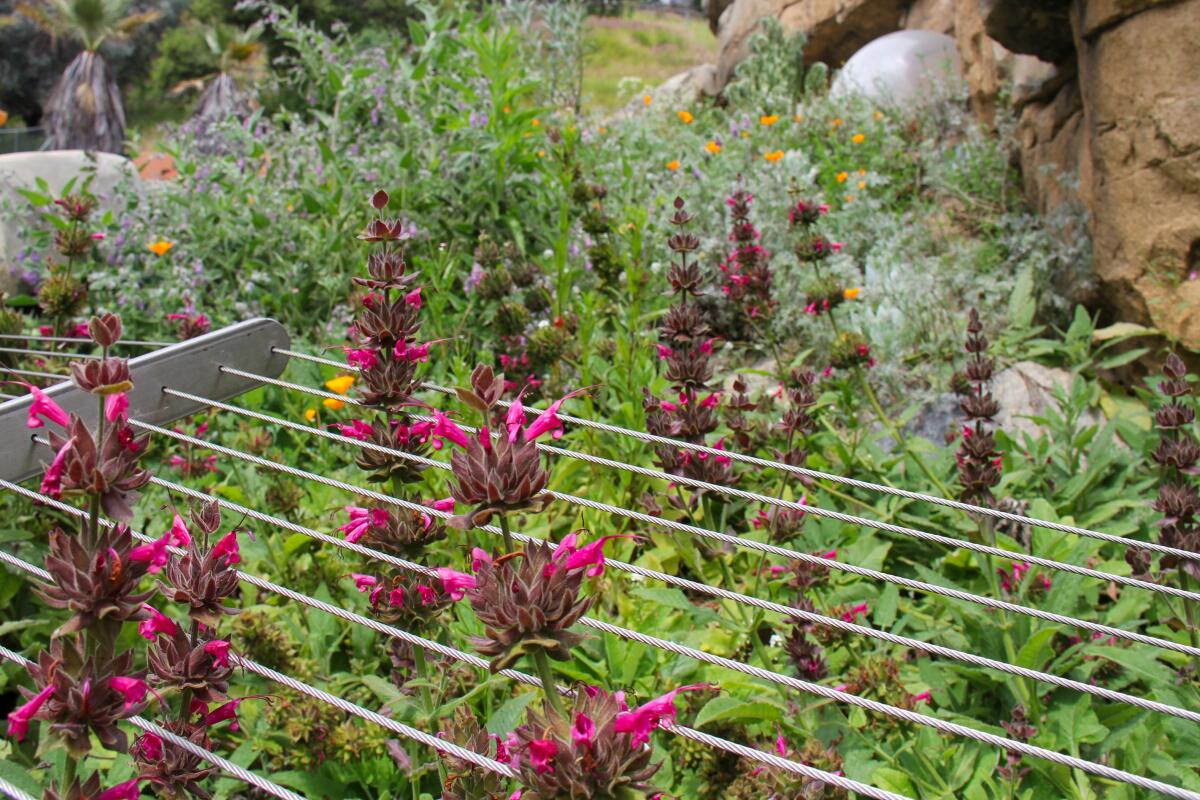 Tall pink flowers grow in rows.