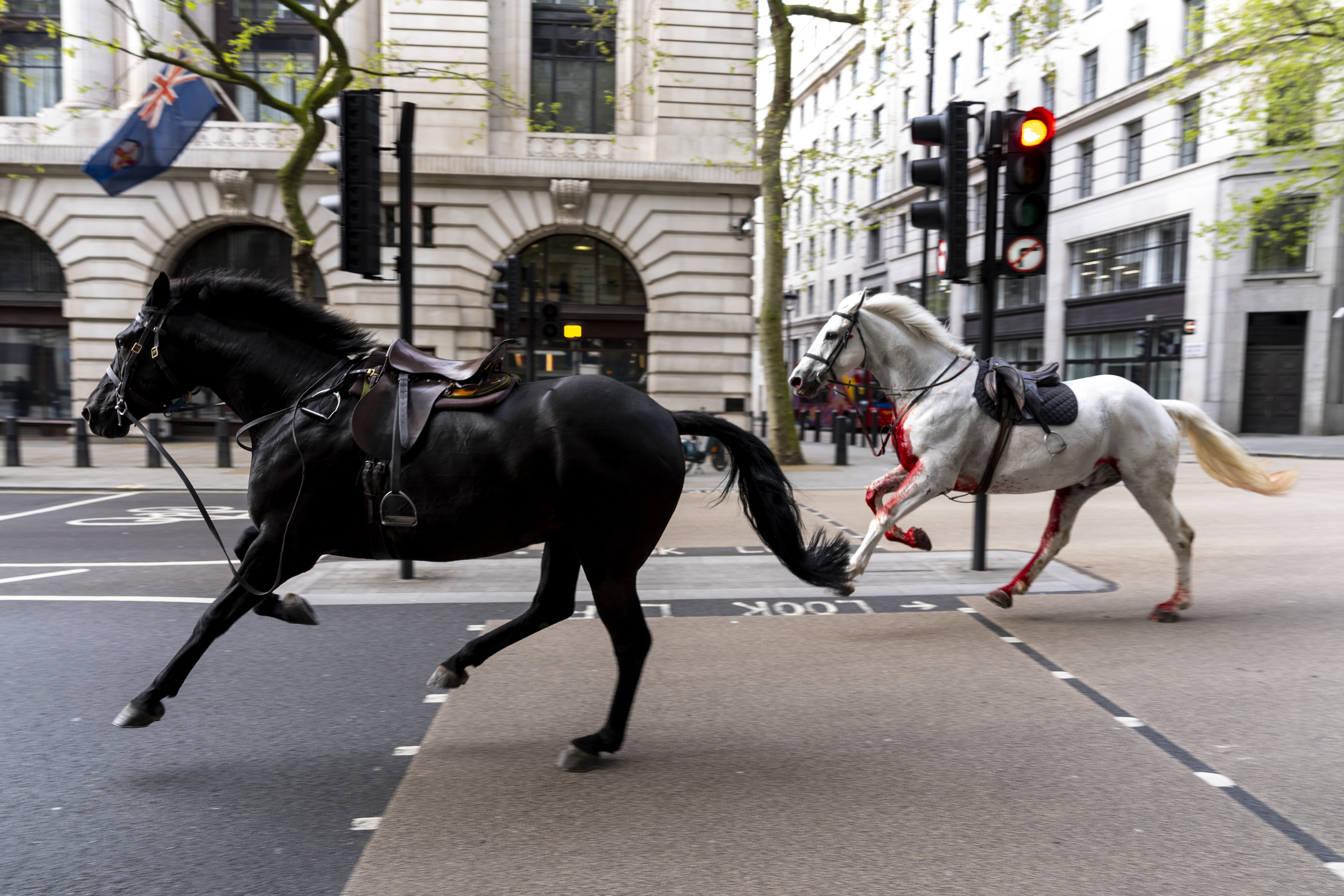 Quaker and Vida on the loose bolting through the streets of London near Aldwych