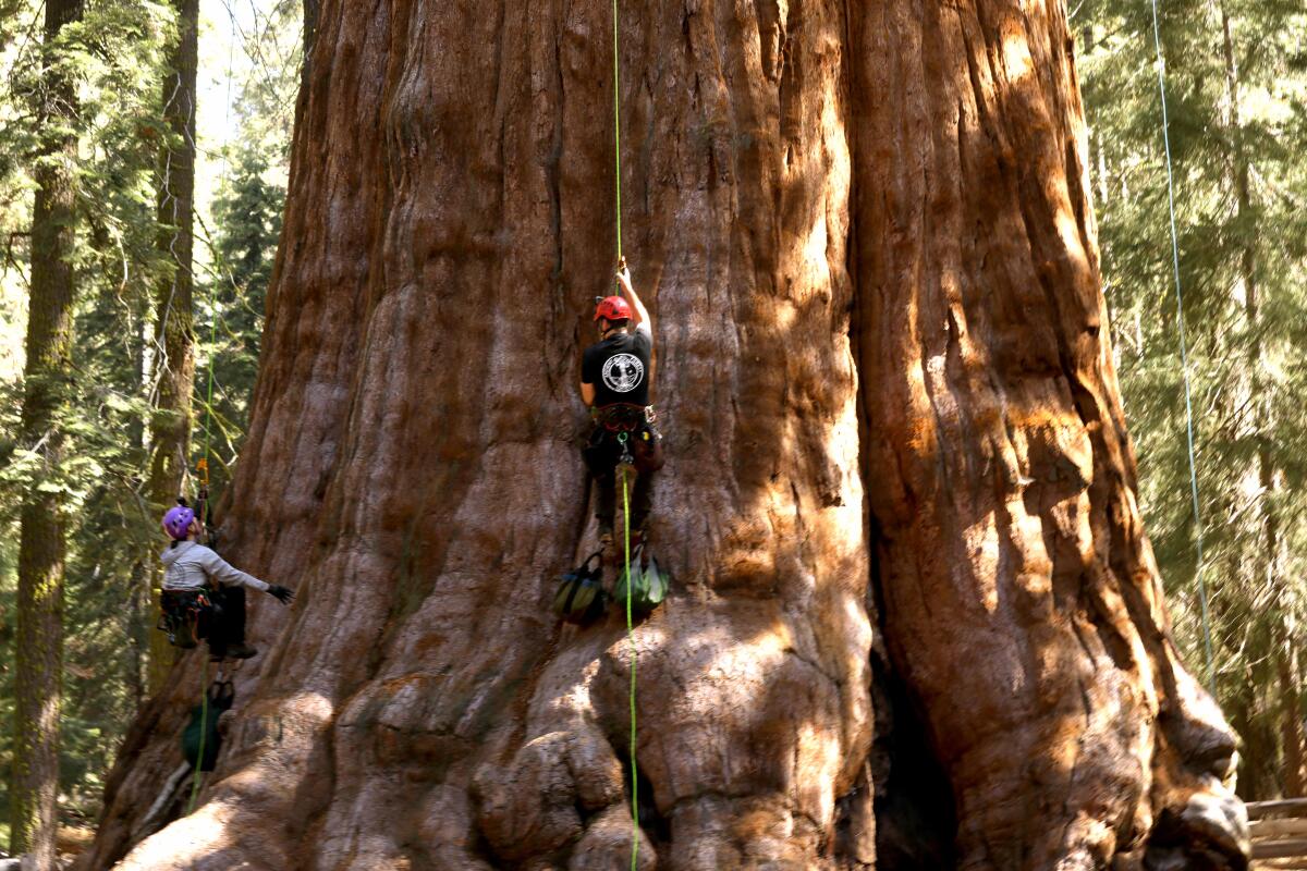 Two people in harnesses dangle from the enormous sequoia tree known as General Sherman in Sequoia National Park.