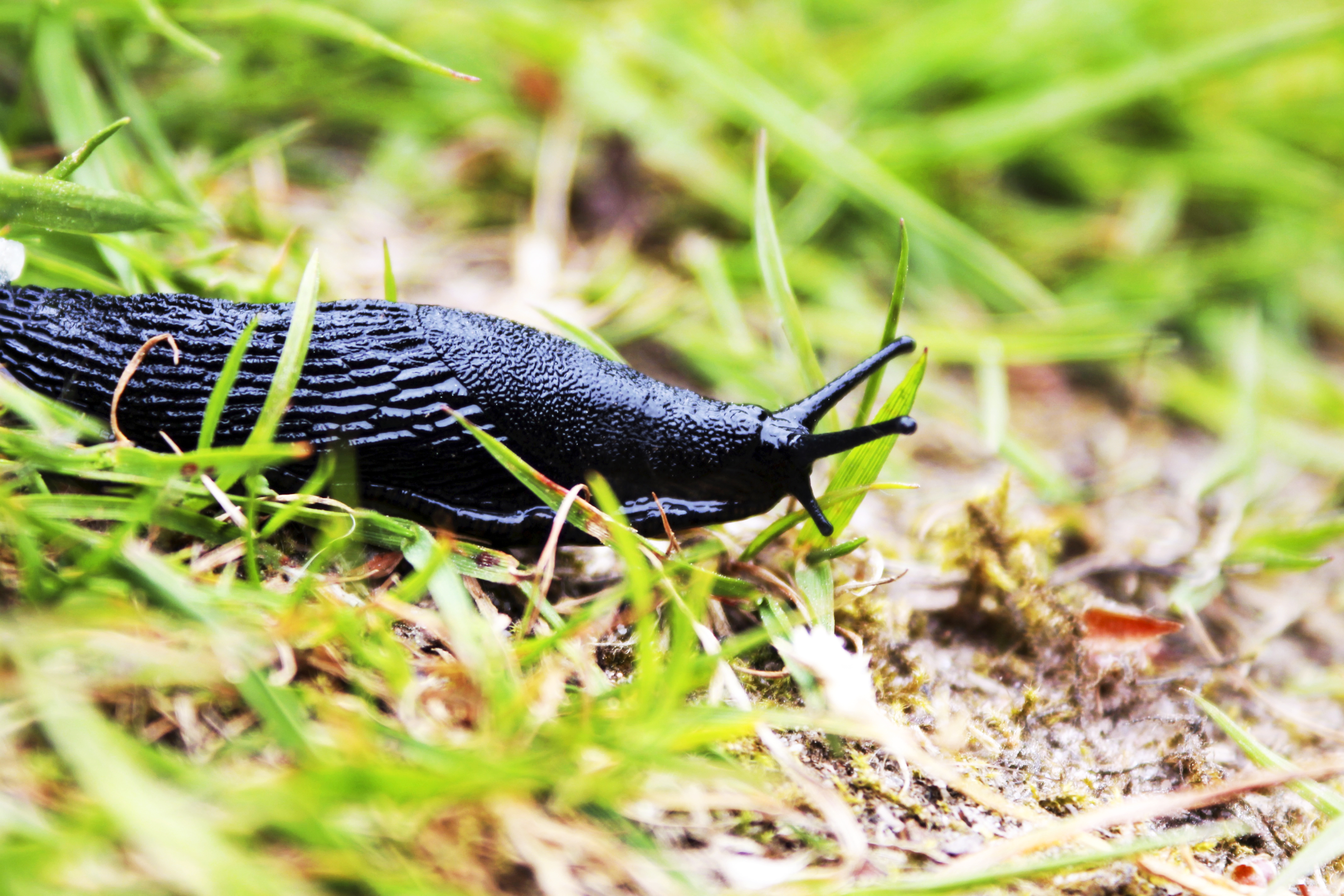 Slugs can munch their way through your plants if they're not banished