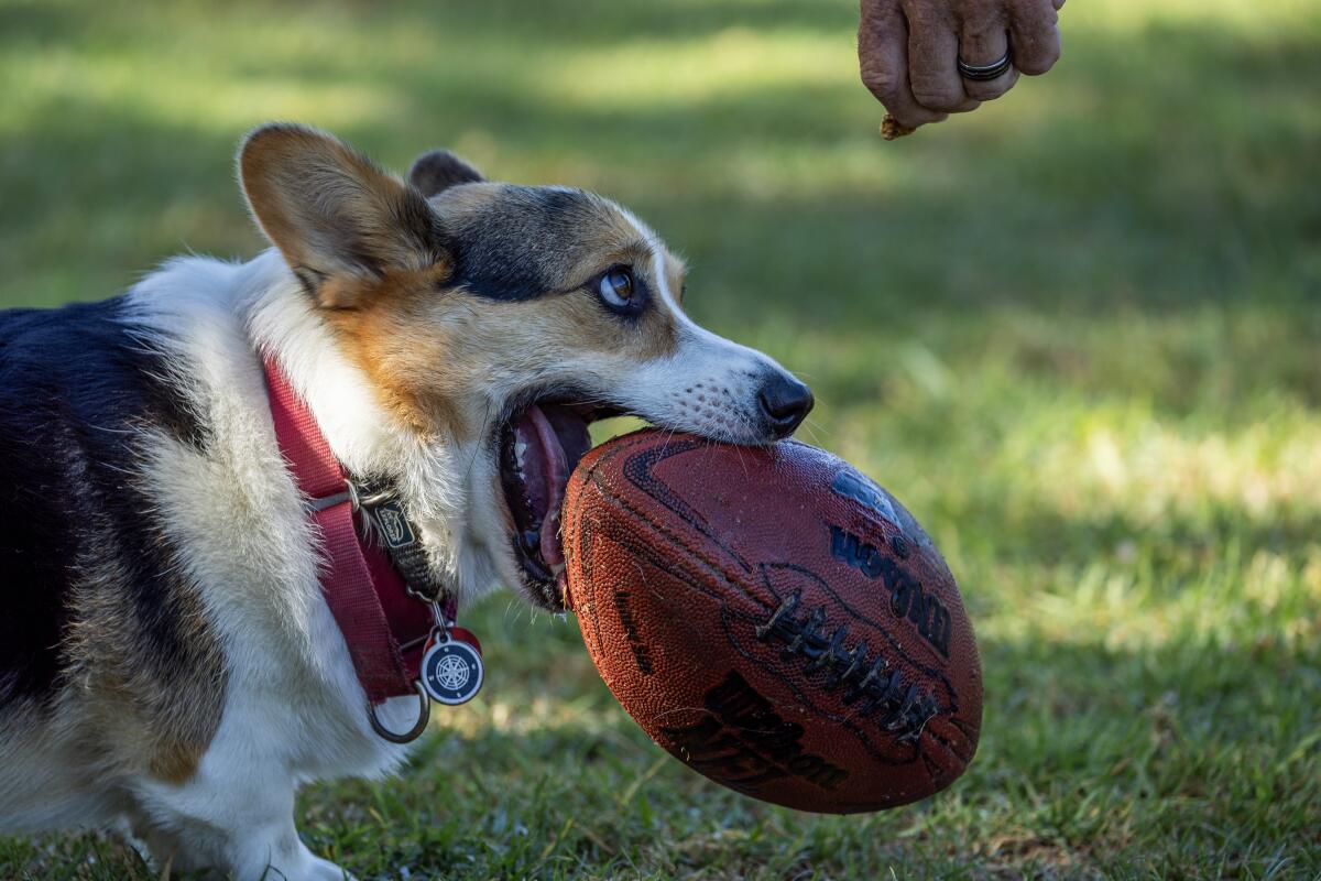 A dog with a football in its mouth