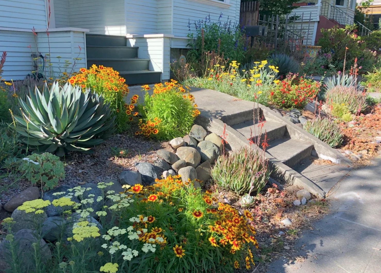 Although they were proud of their yard, they regretted planting 'violent' agave plants