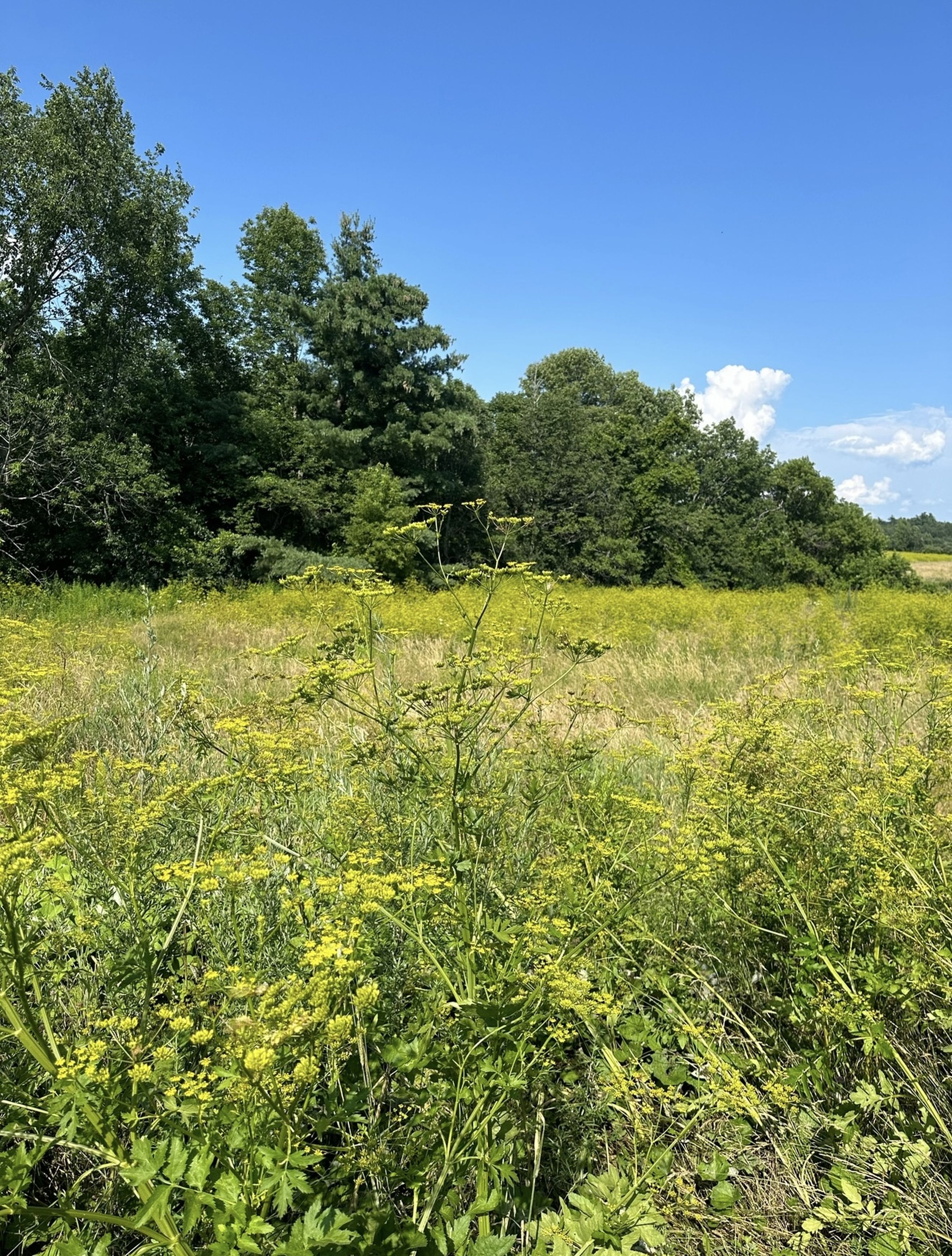 The wild parsnip plant can cause severe burns on human skin due (Credit: Kennedy News and Media)