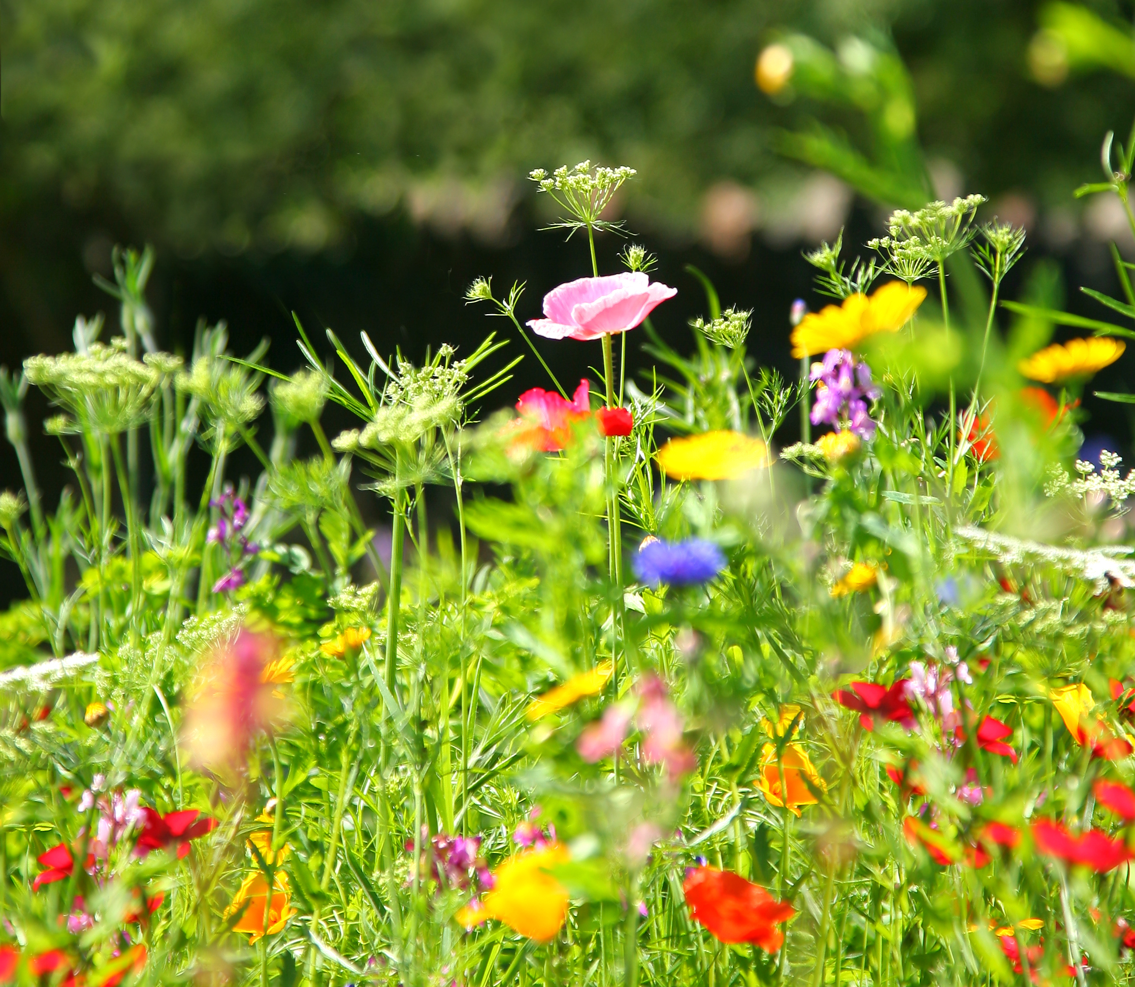 There's all sorts of bulbs - from Poppies and Nerine, to Fressia and Gypsophila