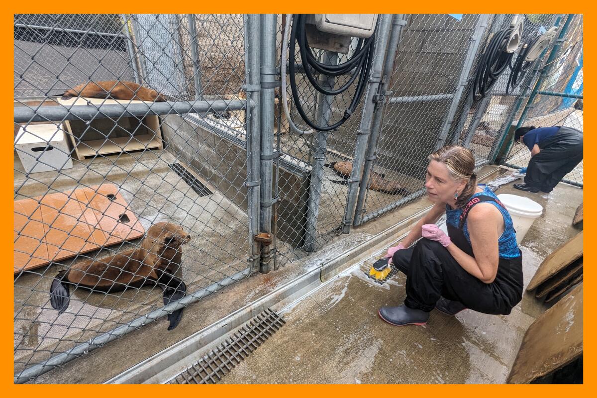 A woman scrubs the floor while a caged California sea lion looks on.