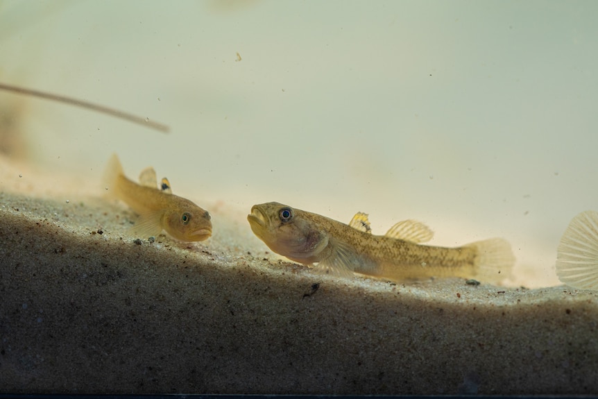 Two pale fish underwater.