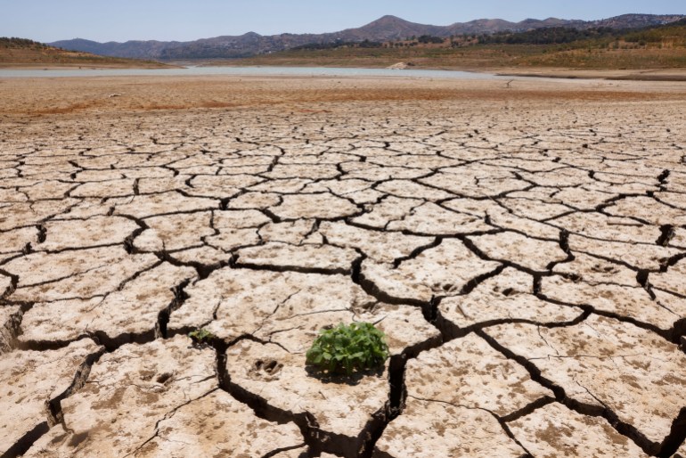 A plant sprouts between the cracked ground of La Vinuela reservoir during a severe drought in La Vinuela, near Malaga, southern Spain