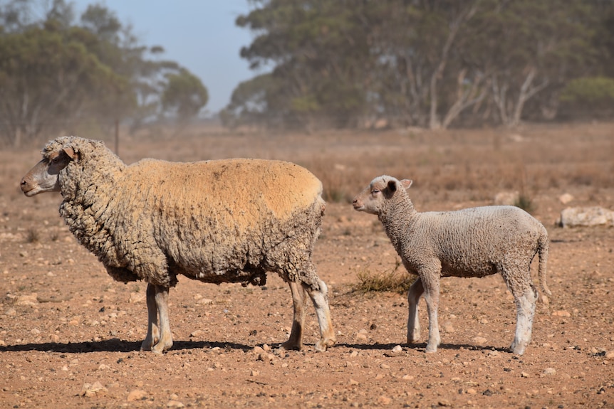 A ewe with docked tail, and lamb stand in a dry, dusty paddock.