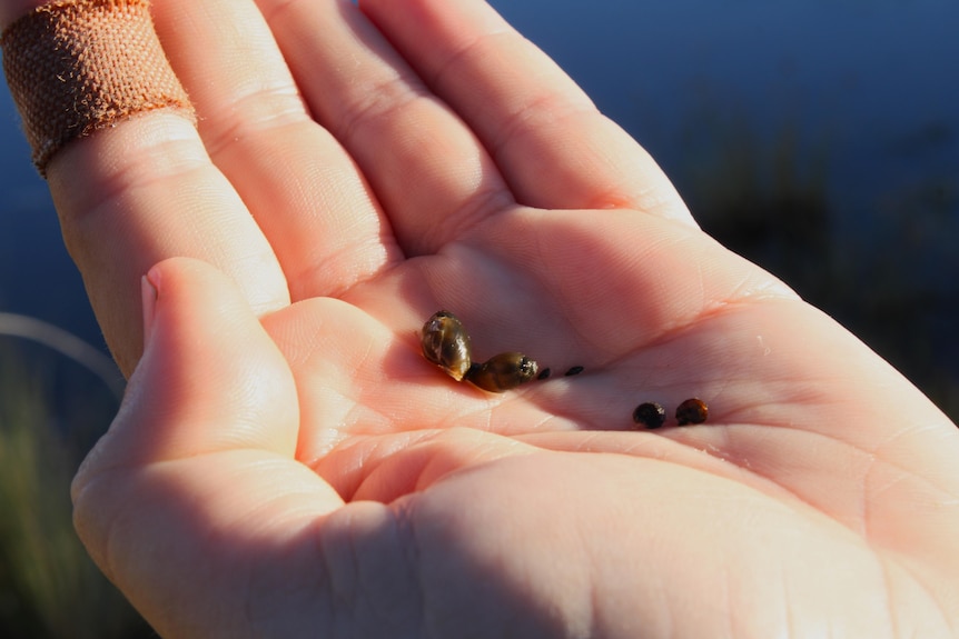 A hand cradles four small snail shells