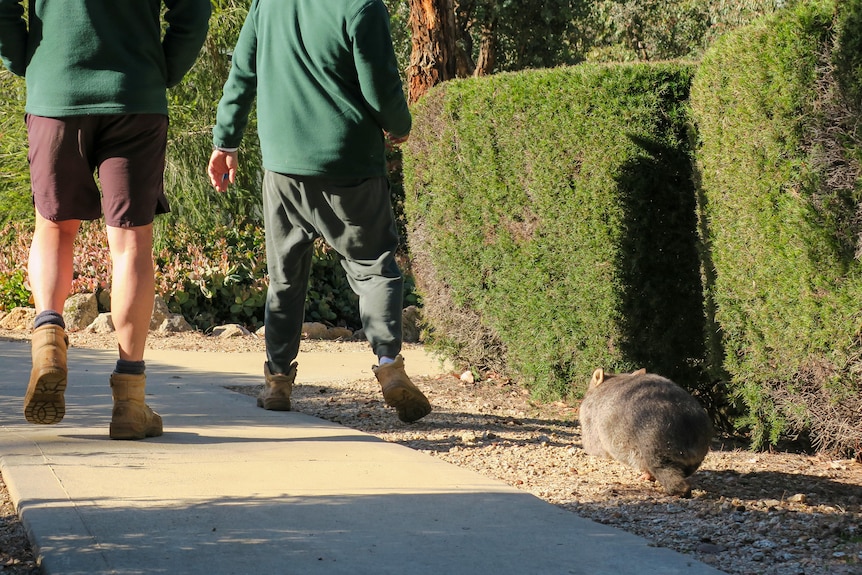 A common wombat runs behind two prisoners walking ahead of it on a footpath.