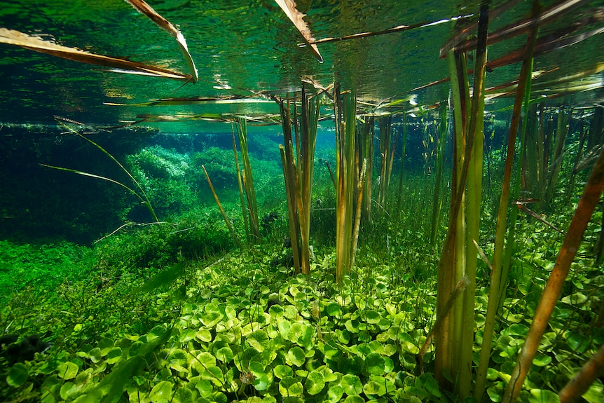 Underwater plants in a pond.