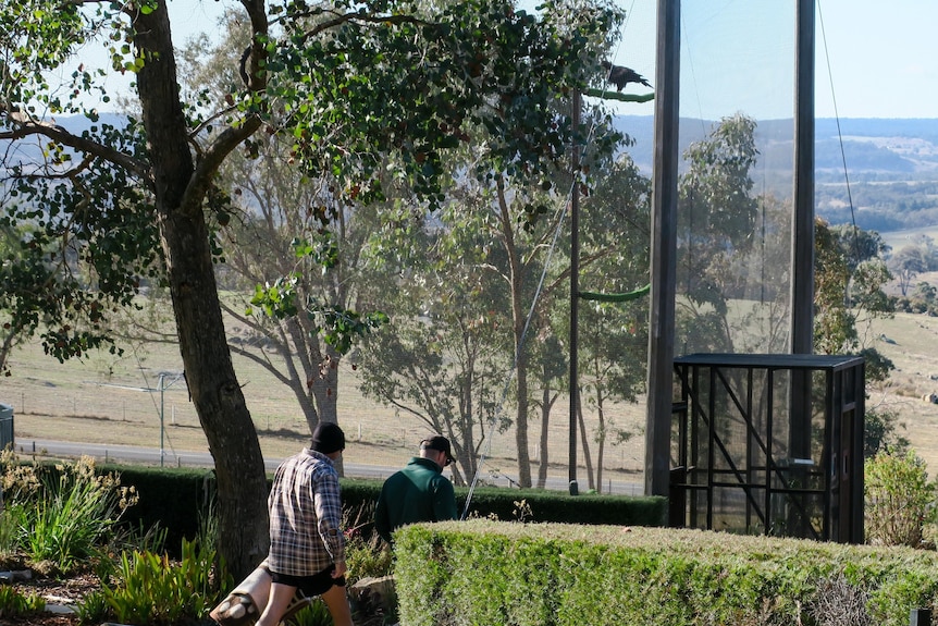 Two prisoners walk towards towards the Wedge-tail eagle enclosure.