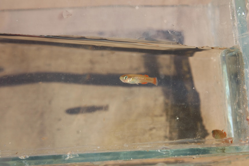 A small red finned blue eye fish in a small container