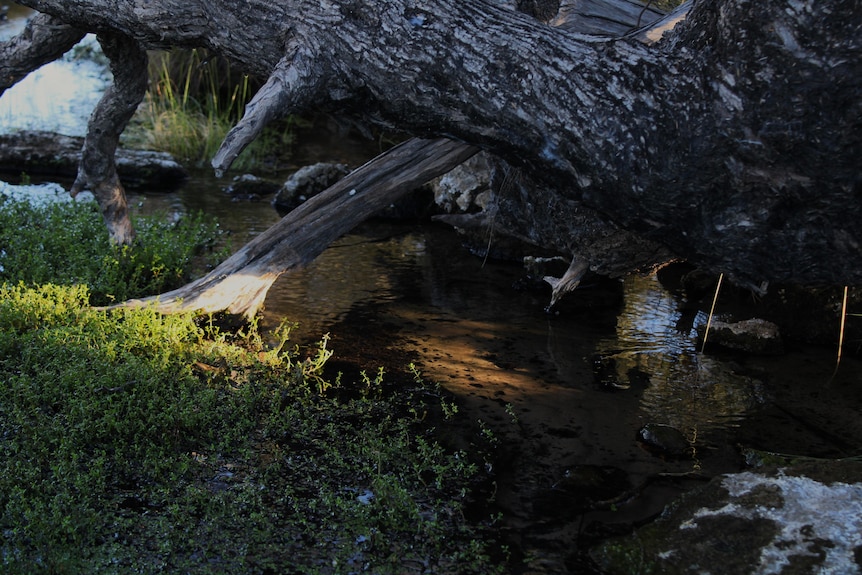 Trees, branches and shrubs shade this small artesian fed spring