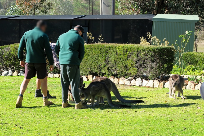  A couple of prisoners gather around a group of kangaroos on a lawned area.