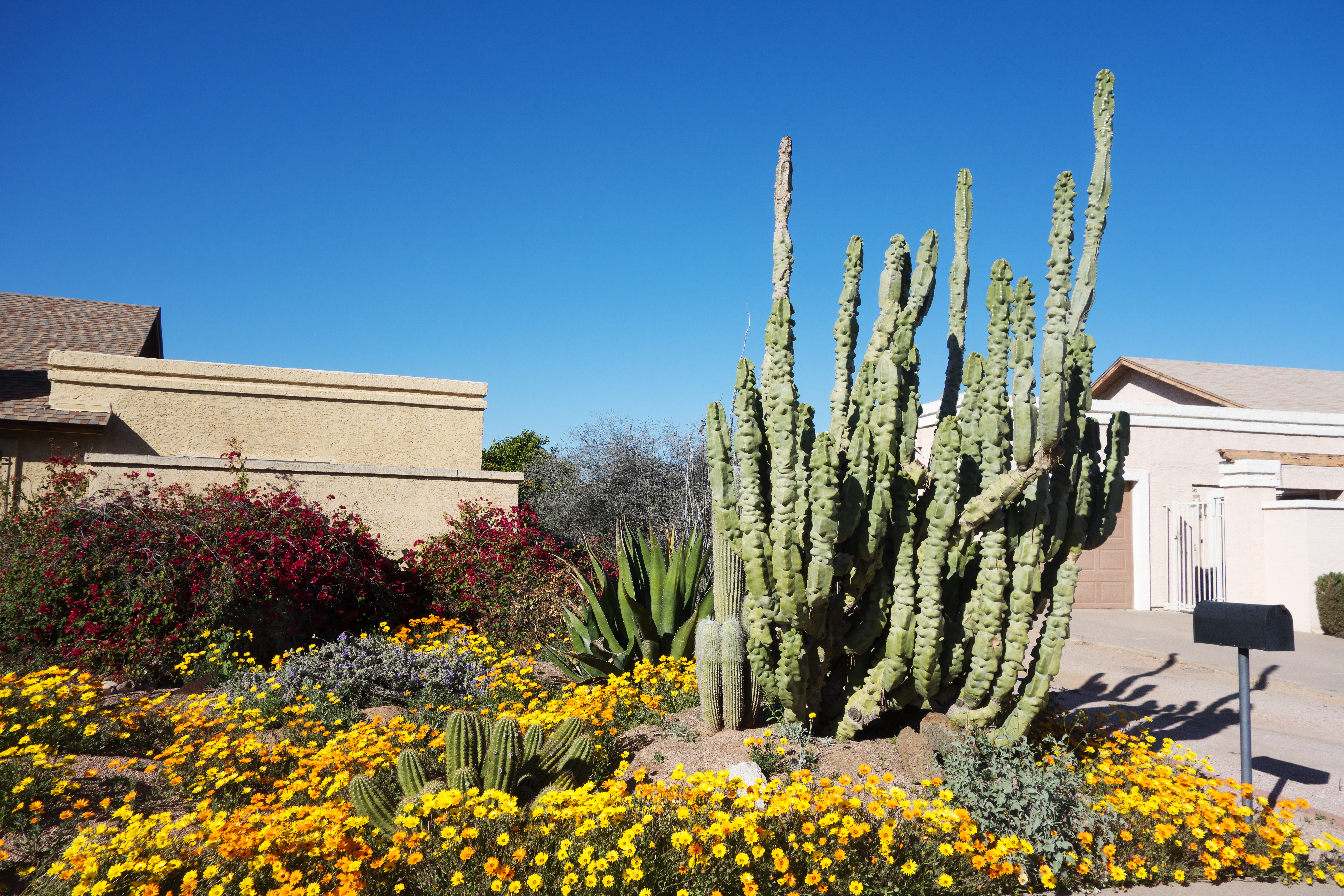 A homeowner revealed the drought-tolerant plants they picked to transform their California front yard (Stock photo)