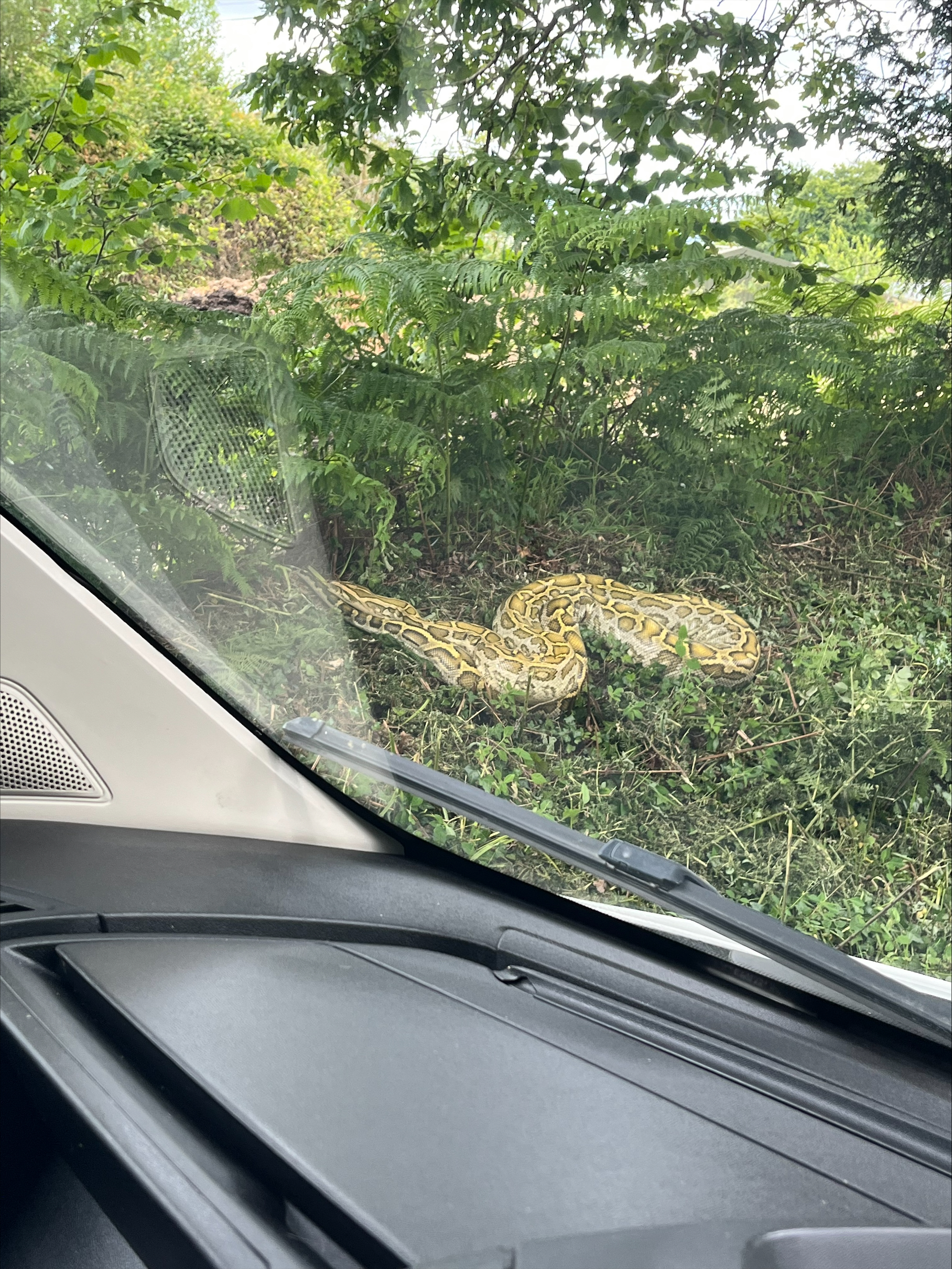 Holiday-park guests were frozen with fear after a 14ft snake slithered past their windows