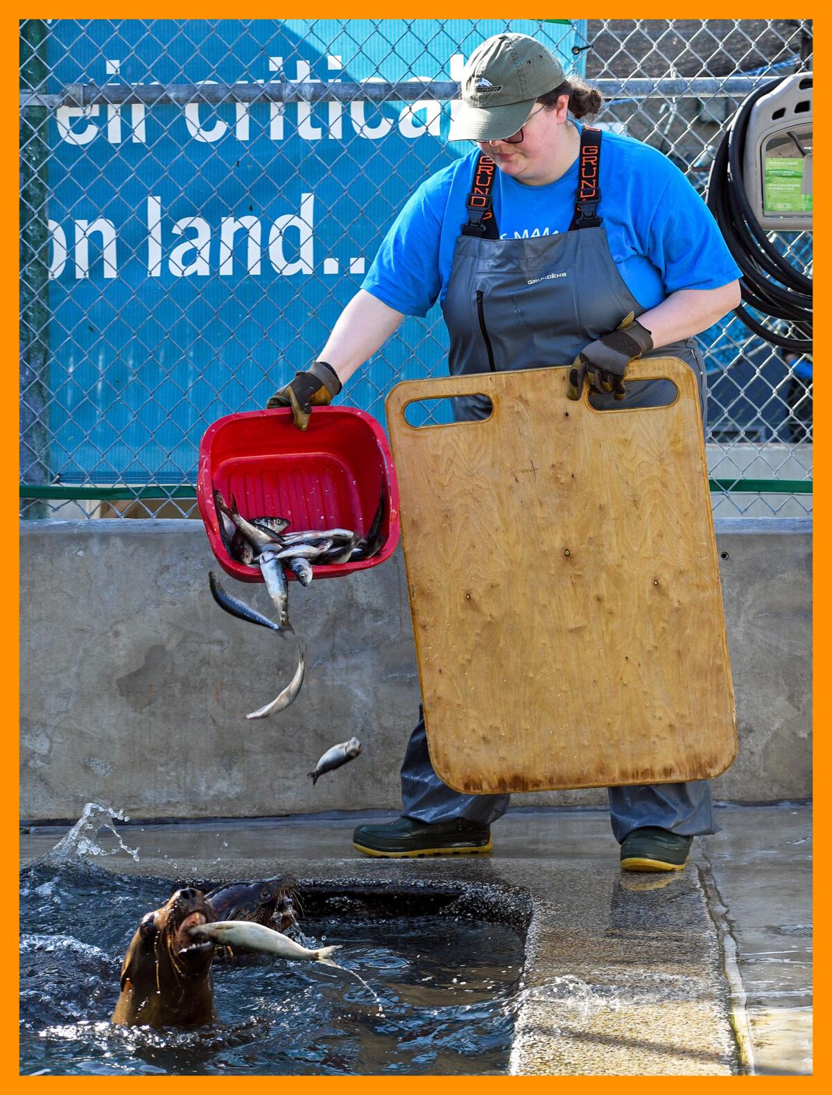 Using a wooden board for protection, animal care volunteers feed California sea lions herring.