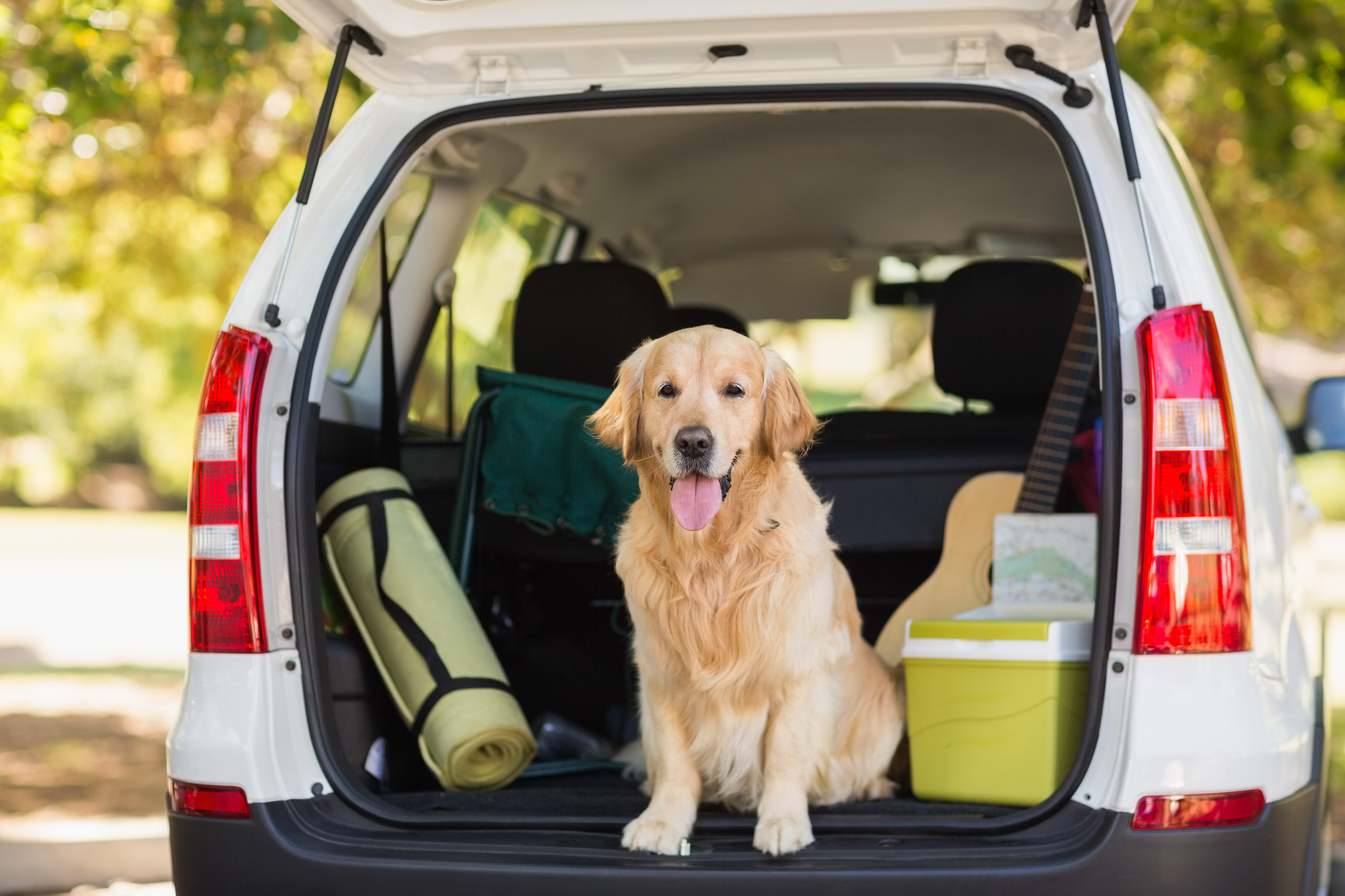 Dogs must be 'suitably restrained' when travelling in a car