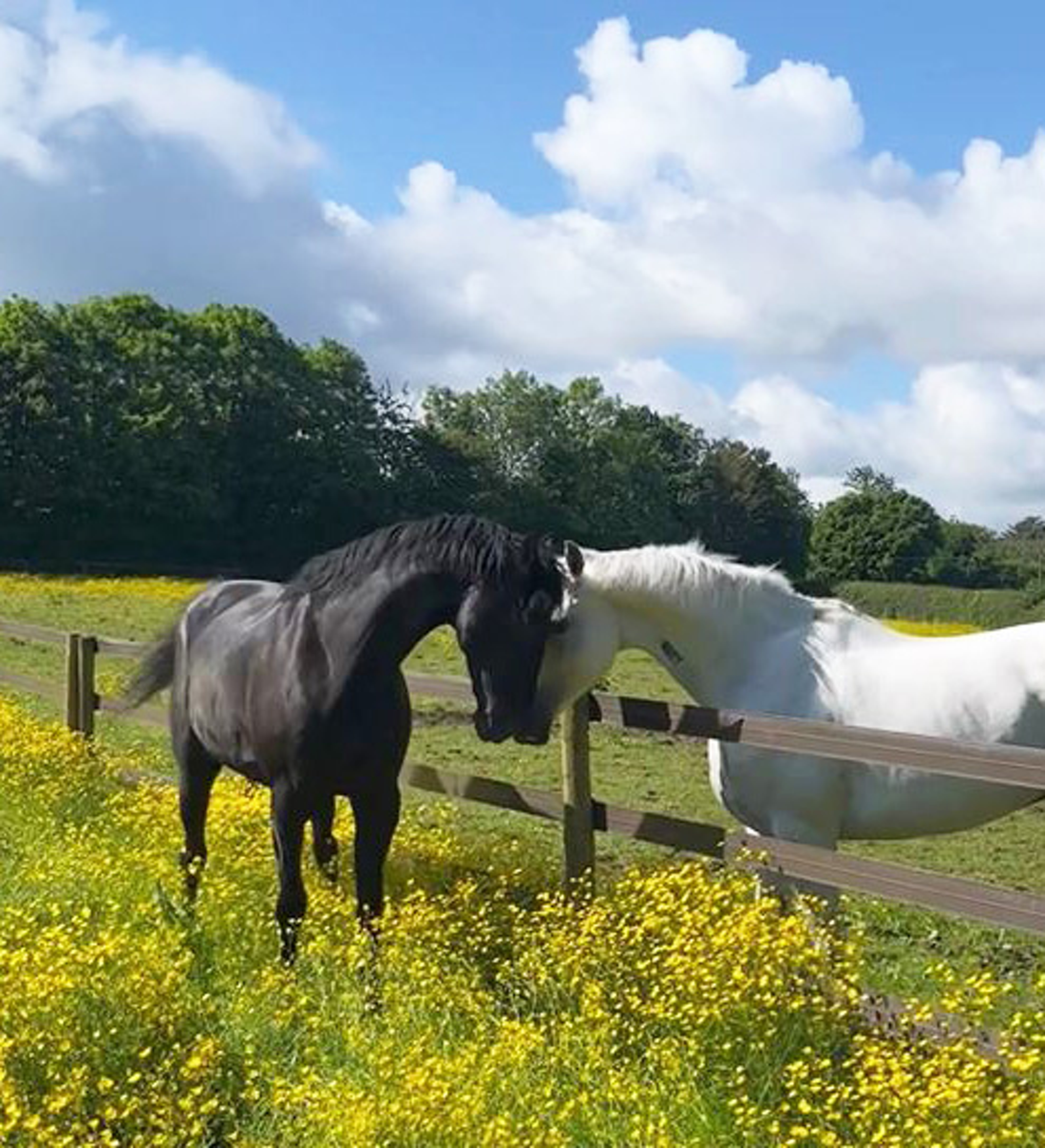 Household Cavalry horses Quaker (left) and Vida making progress in their recovery