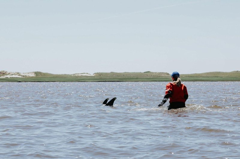 More than 100 Atlantic white-sided dolphins are stranded in shallow water off Cape Cod, Mass., in what one non-profit animal protection group called the “largest single mass stranding event in our response history.” Photo courtesy of the International Fund for Animal Welfare