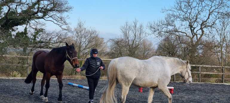 Horses therapy