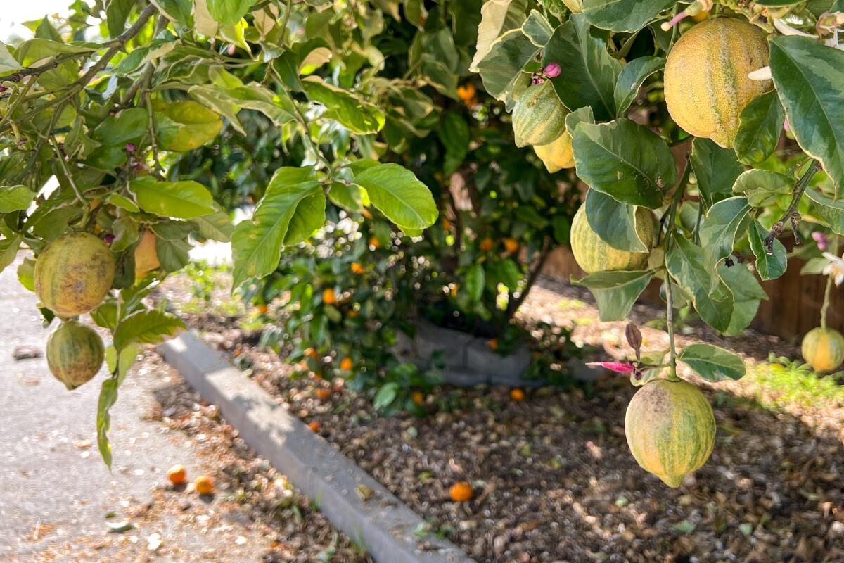 Pink lemonade lemons hang from a tree near the street.