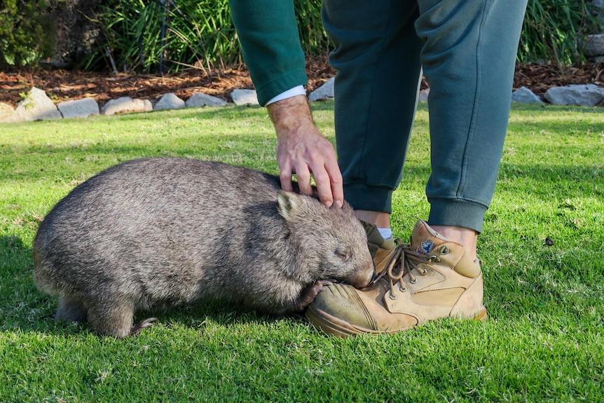 A wombat nuzzles up to a prisoners shoe.