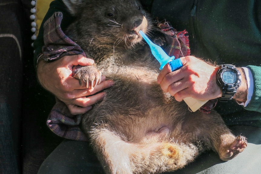 A prisoner bottle feeds the resident wombat.