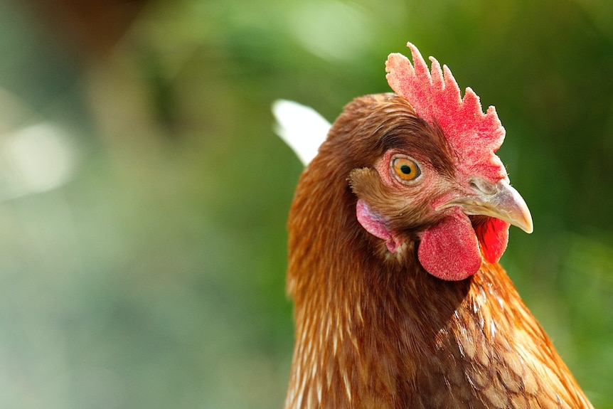 A close-up of a brown chicken with a red comb