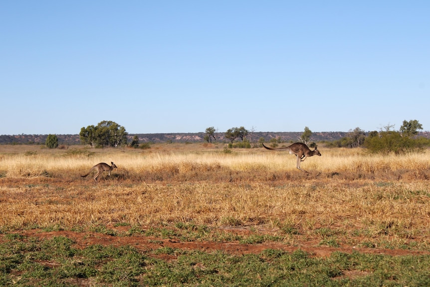 A mother kangaroo bounces ahead of her joey