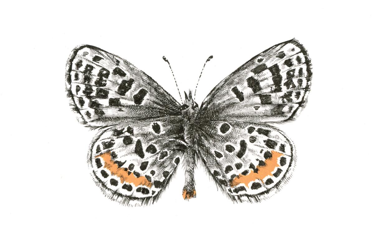 An illustration of a butterfly