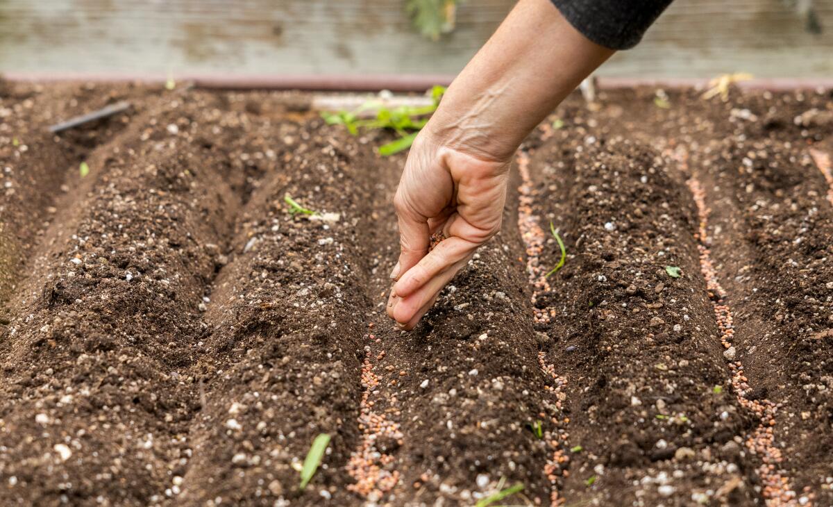 Salad mix seeds planted at Urban Homestead.