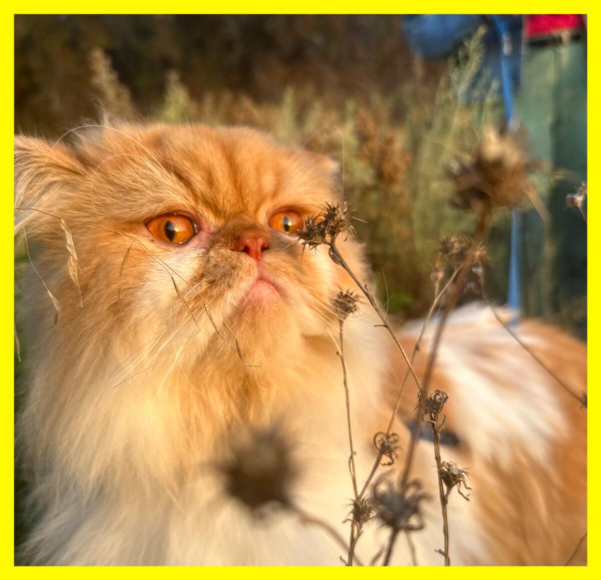 The author's cat stops to sniff a dried flower while on a walk