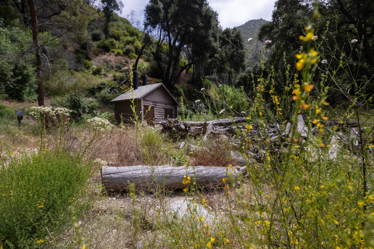 A cabin, seen in the distance, surrounded by old logs and overgrown flora.