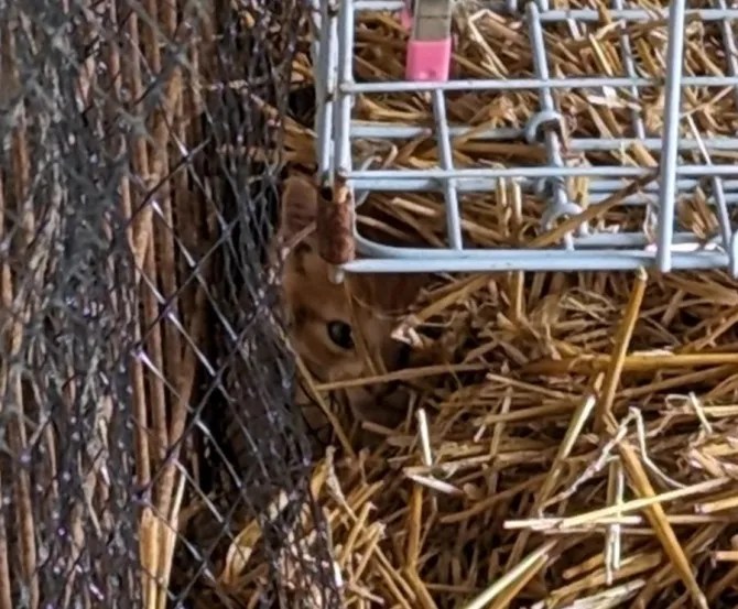 If you found the kitten in the bottom left corner of the cage, you may have 20/20 vision