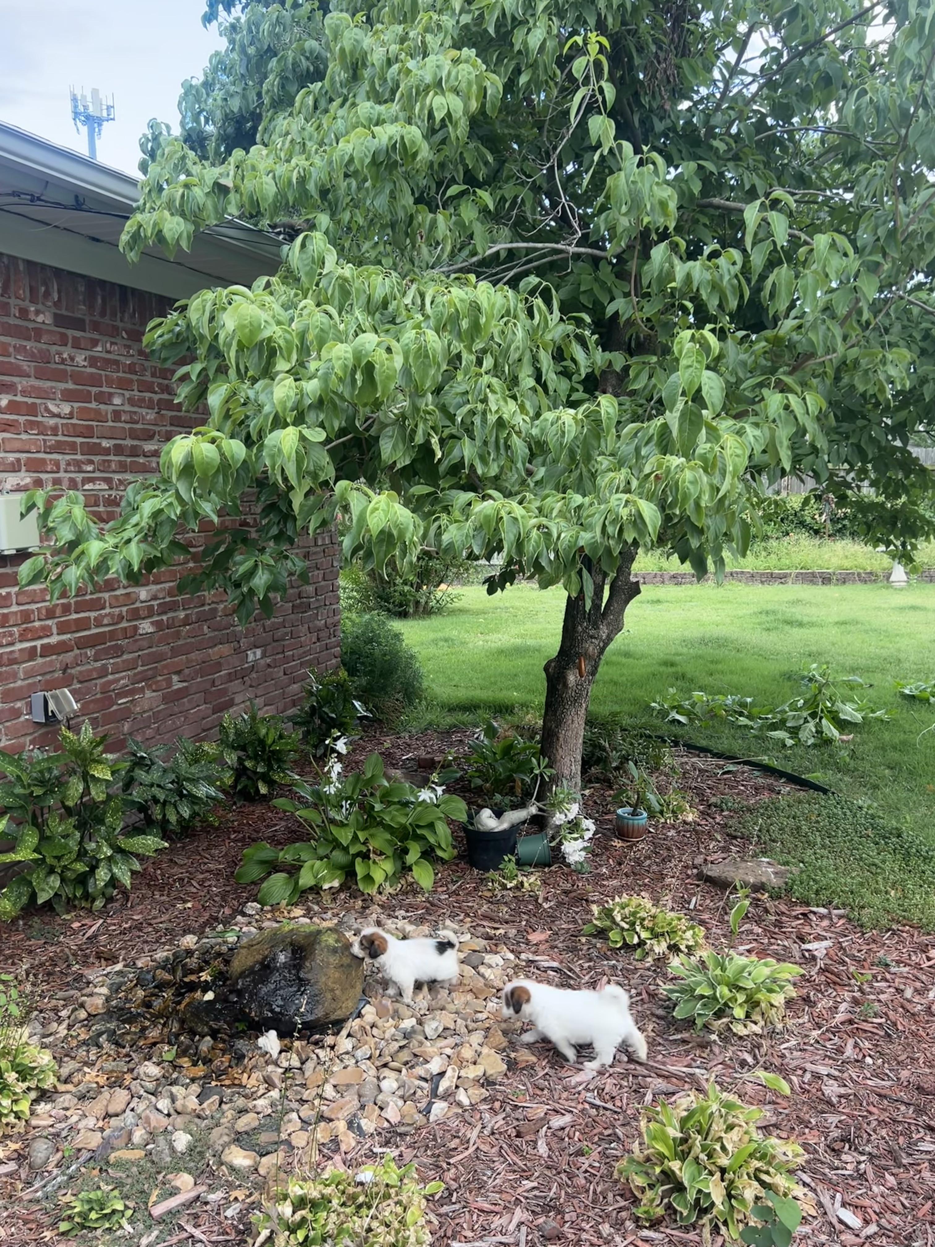 You'll have to focus extra hard on this garden scene where two puppies are having playtime if you want to find the raccoon