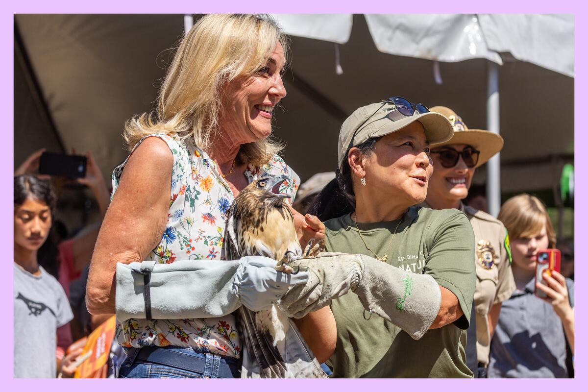 Two folks, both in elbow-high gloves, hold a red-tailed hawk at the grand opening of the San Dimas Canyon Nature Center.