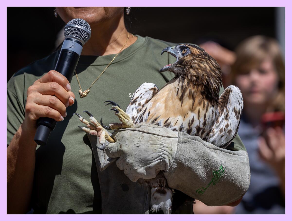 Kristine Koh holds a microphone in one hand and a red-tailed hawk in the other.