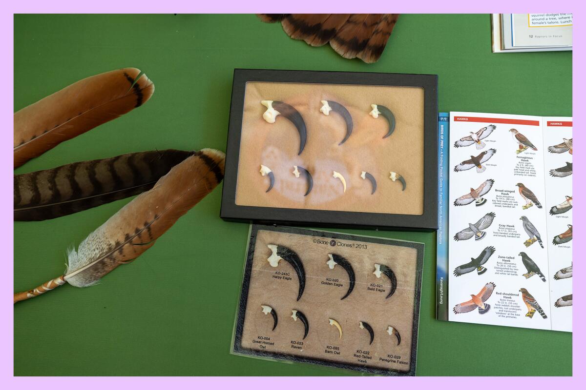 Displays set up during the grand opening of the San Dimas Canyon Nature Center show feathers and talons from various birds.