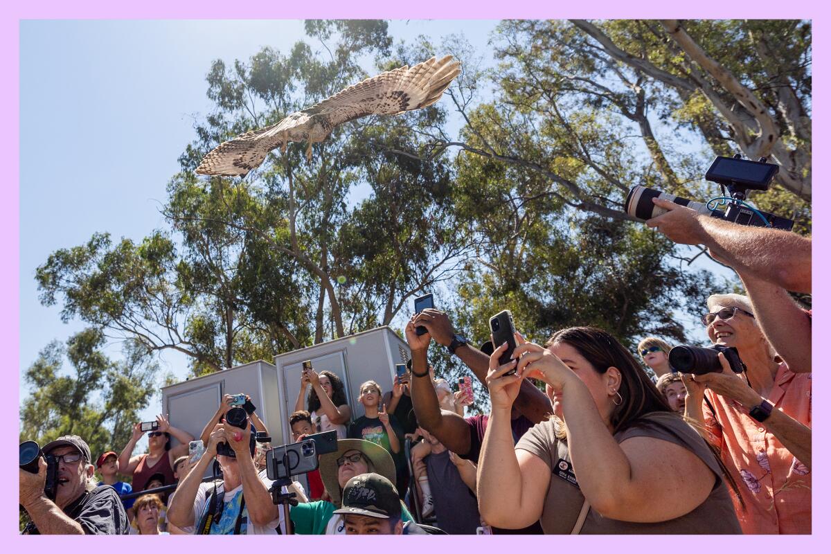 Visitors watch a red-tailed hawk soar to freedom after being released.