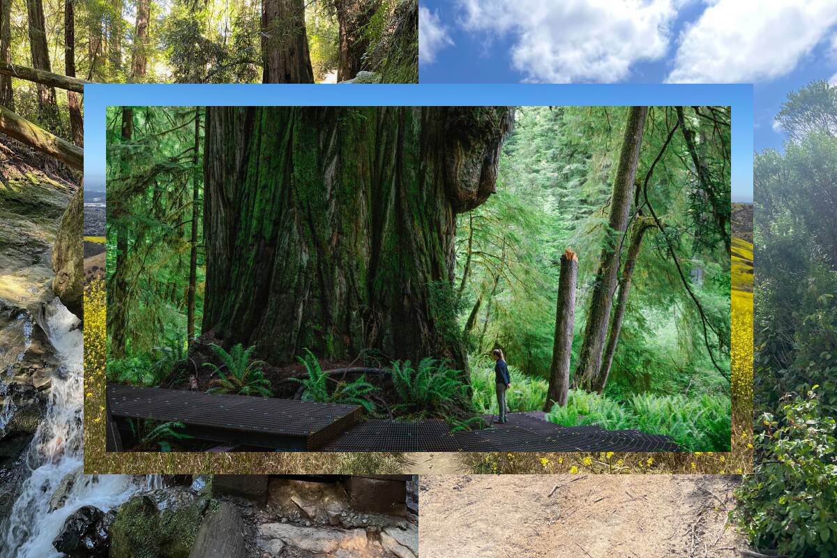 Photo collage of nature hiking scenes, with the top image being a woman standing next to a very large redwood tree.