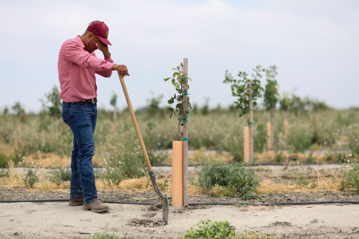 A farm manager pauses while tending to young pistachio trees on a farm near Corcoran, Calif., in 2023.