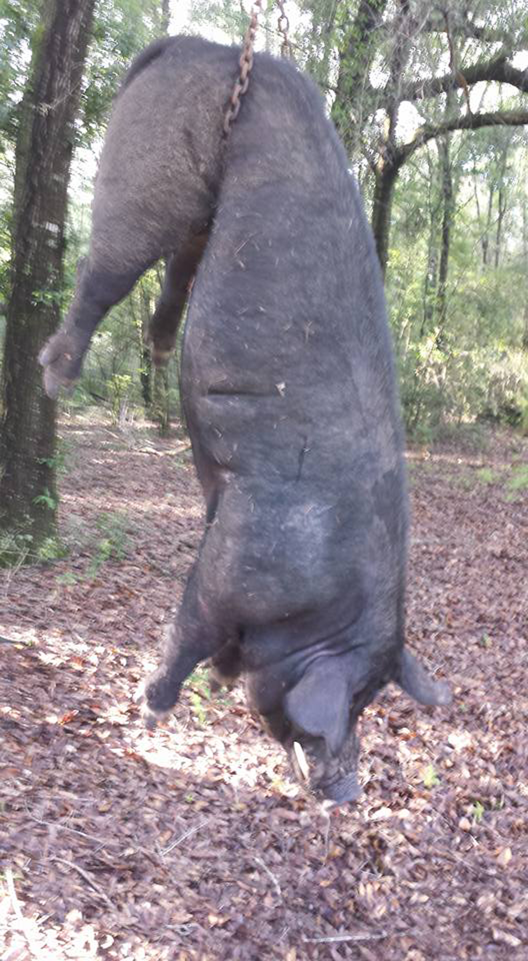 Other huge hogs have been hunted but none have lived up to the Hogzilla hype